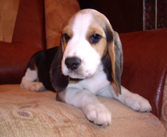 Beagle; mascul 2 luni
