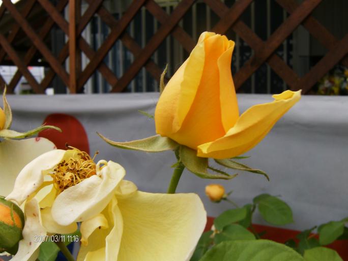 007 - trandafiri    ROSES