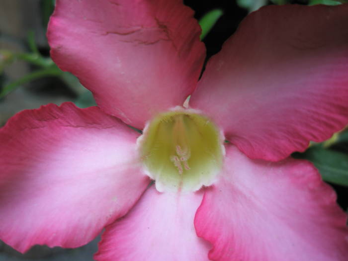 Adenium obesum - floare - SUCULENTE 2009