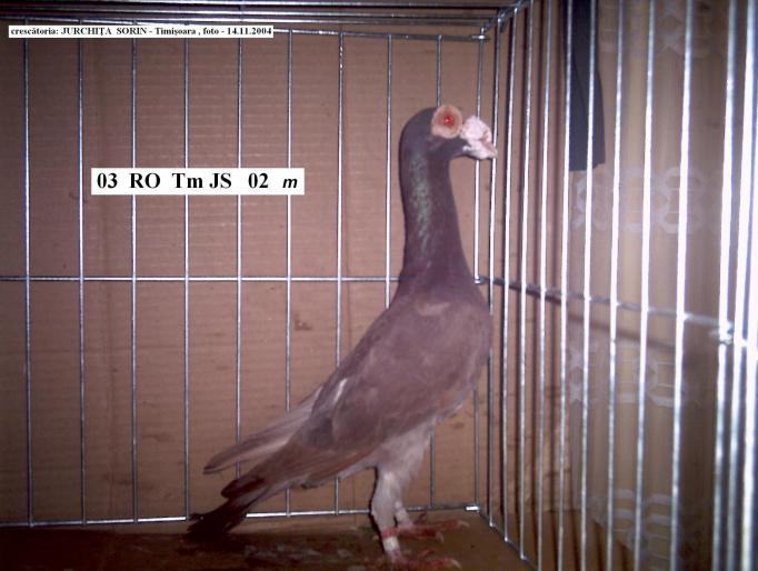 12 - porumbei carieri - 2004
