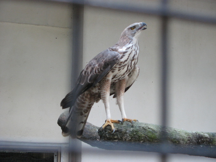 Un simbol - 2_1 - Kuala Lumpur Bird Park