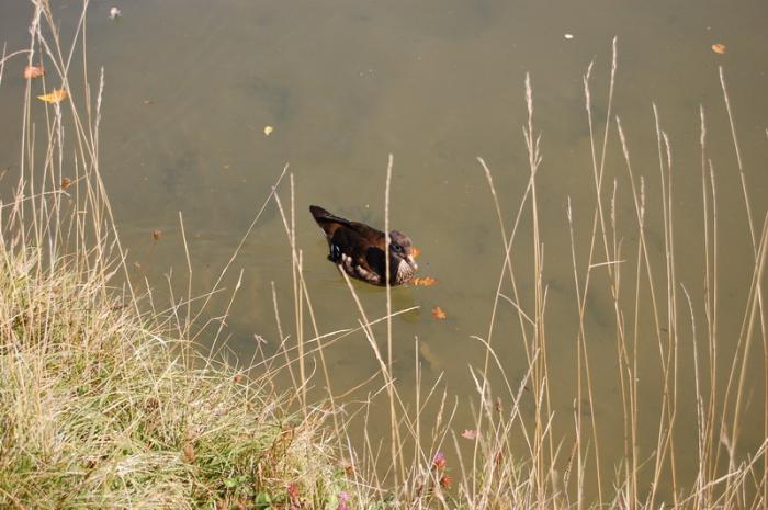 DSC_0239_resize - Bois de coulogne