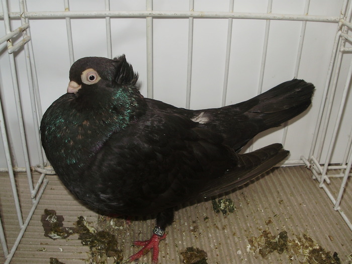 cta uni 2 - 1509 rom juc 1