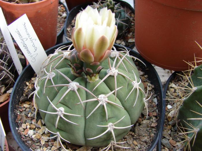 Gymnocalycium bayrianum - Cactusi la Mangalia