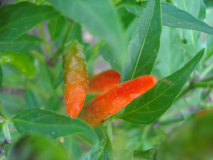 ... se inroseste..., (2009, Sep.02) - Black Chili Pepper_02