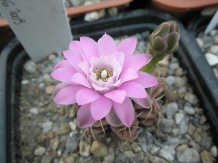 Gymnocalycium damsii v. rotundulum - 26.08 - Gymnocalycium