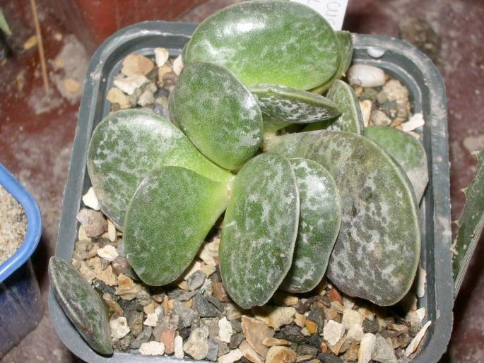 Adromischus