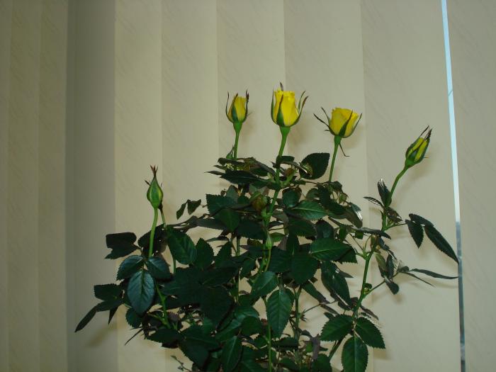 trandafiri galbeni! - FLORILE MELE