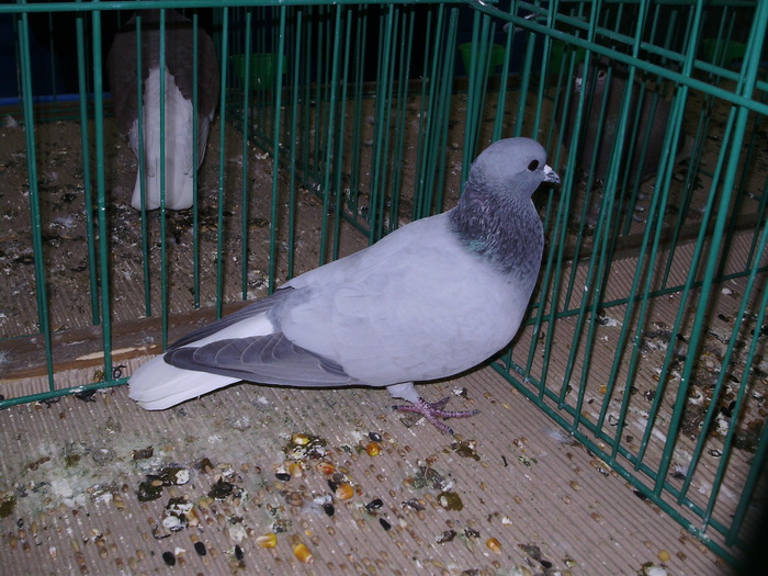 9555 codalb berna 1 - 1507 partea 4