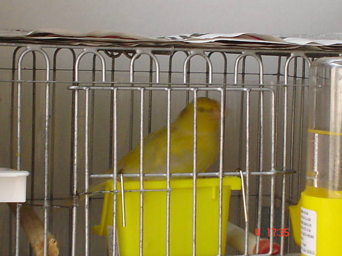 DSC01810 - PASARI CARE NU LE MAI AM - CANARI