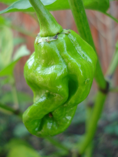 Habanero Pepper (2009, October 07) - Habanero