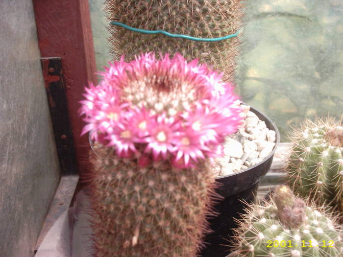 51-Mammillariabackebergiana