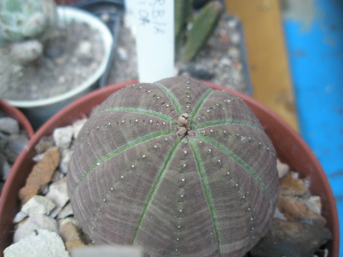 Euphorbia symetrica 3 - SUCULENTE 2009
