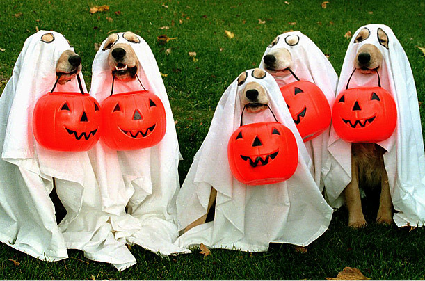 halloween_pets_01 - Halloween