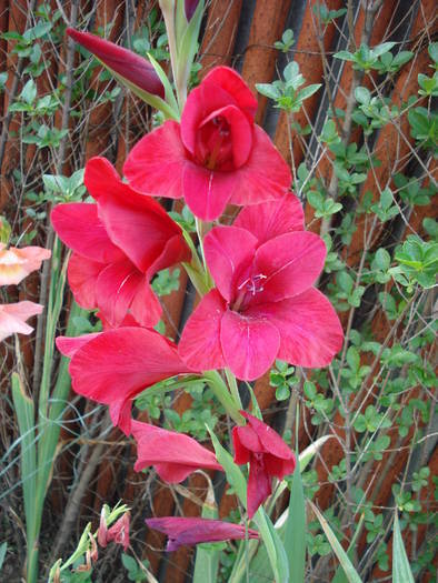 Red Gladiolus (2009, August 12)