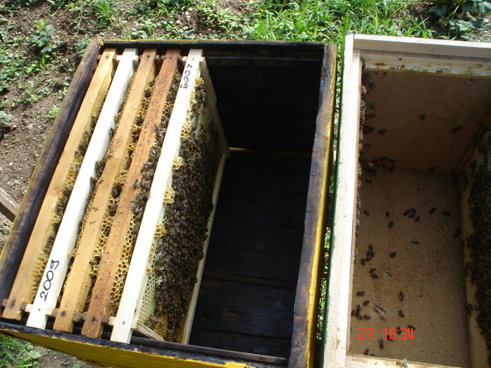 DSC05922 - albine alte noutati