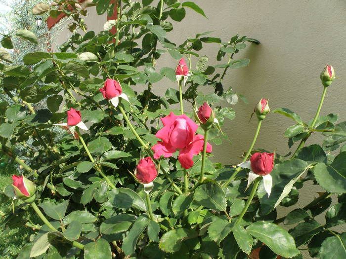 Picture 018 - trandafiri