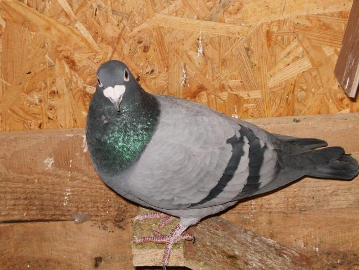 HPIM2220 - porumbei 2009