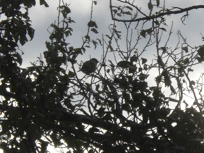 Picture 254 - aspecte insecte si alte vietati de prin paduri si parcuri