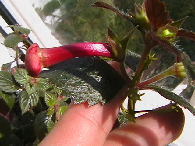 tetra himalayan - achimenes 2009