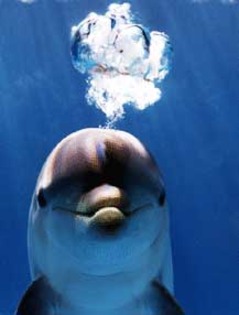34 - poze cu delfini