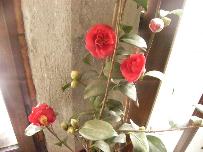 camelia japonica