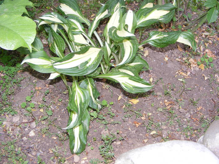 hosta - flori si animale 2009