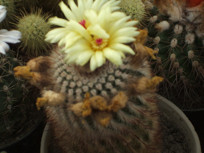 Notocactus scopa - ceva mai recent