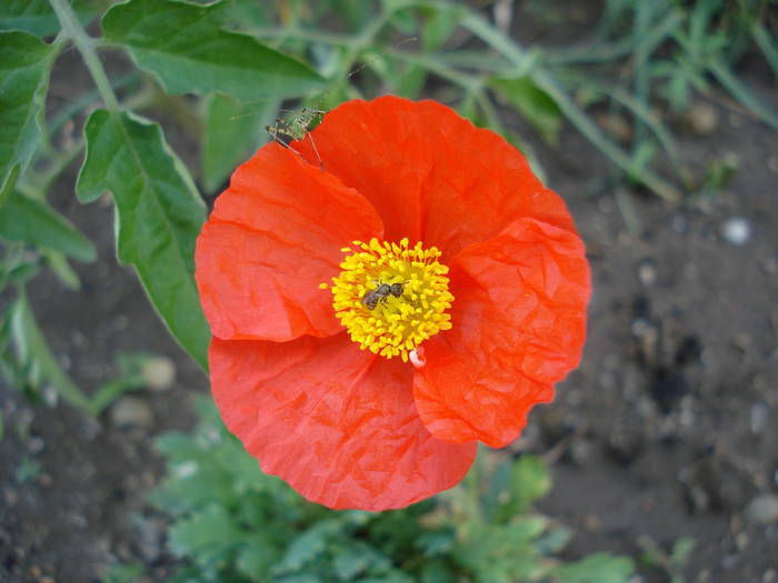 Red Dwarf Poppy (2009, June 15) - 06 Garden in June