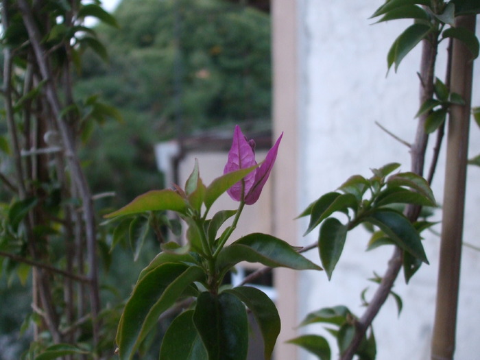 Picture 010 - bougainvillea