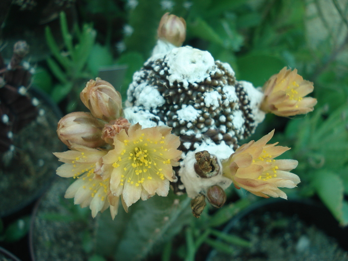 Copiapoa (<i>Copiapoa tenuissima f. monstrose