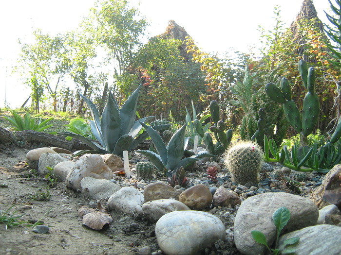 IMG_1373 - Cactusi la mosie 1 octombrie 2009