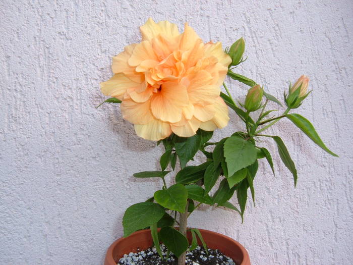 piersicuta pufoasa - hibiscus