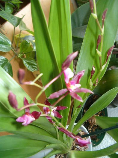 oncidium - Orhidee