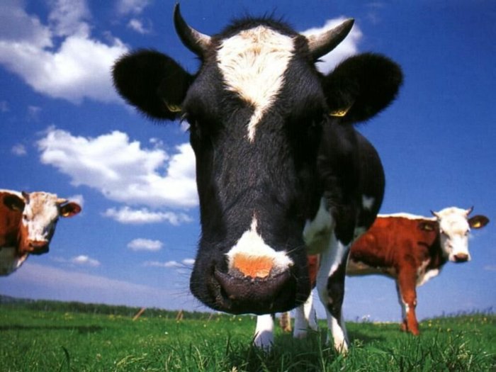 cow_1 - poze noi