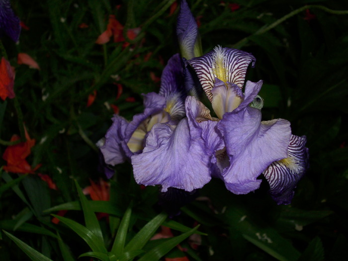 DSCI0871 - flori din gradina mea