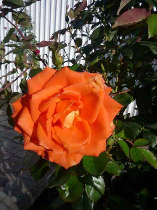 P1010832; trandafir portocaliu

