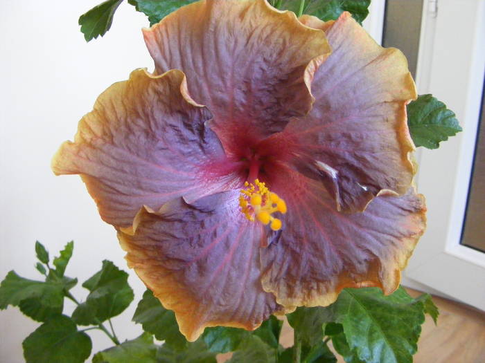 hibiscus - flori si animale 2009