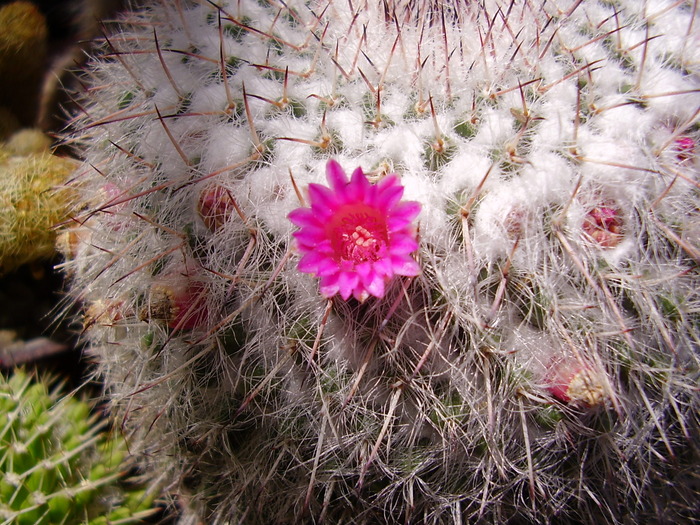 mammillaria_hahniana_ssp.woodsii_fl