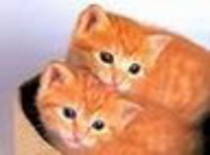 avatar pisicute 26727