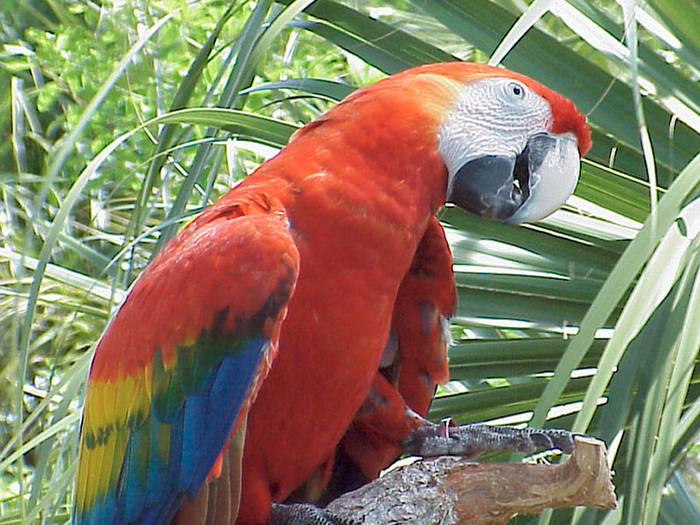 PARROT - Papagali
