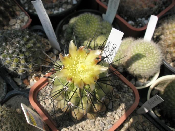 Copiapoa humilis - floare