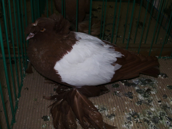 9705 t drezda 1 - 1507 partea 4