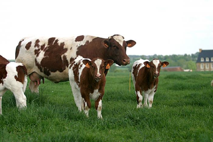 vaci Main Anjou - Vaci de carne DANYJOJO
