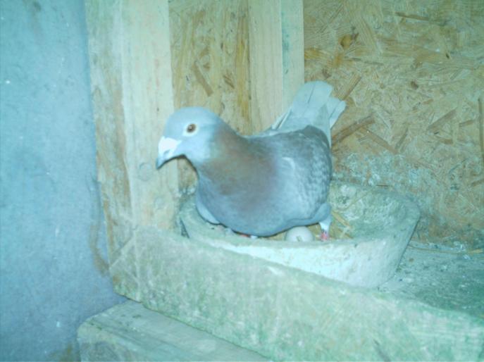 IMAG0017 - porumbei matca 2008