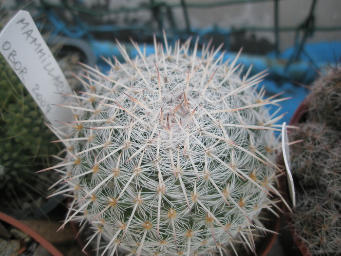 Mammillaria de la Obor - 15.09; este parkinsonii
