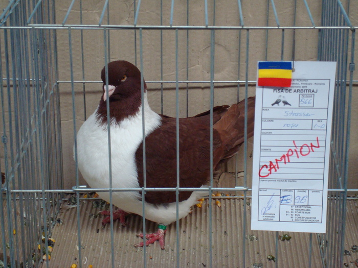 DSC04872 - Campioni de toate rasele la Expo Fauna Banatului 2009 Timisoara