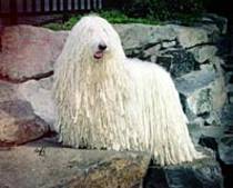 Komondor