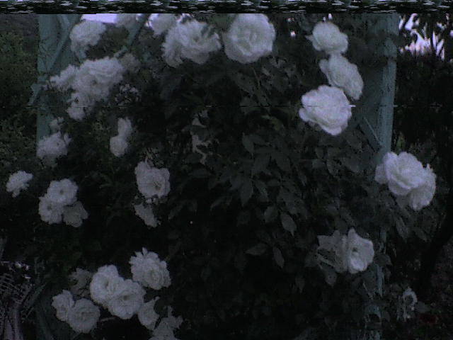 DSC00635 - trandafiri