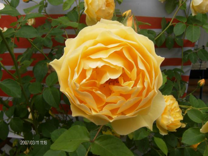 006 - trandafiri    ROSES